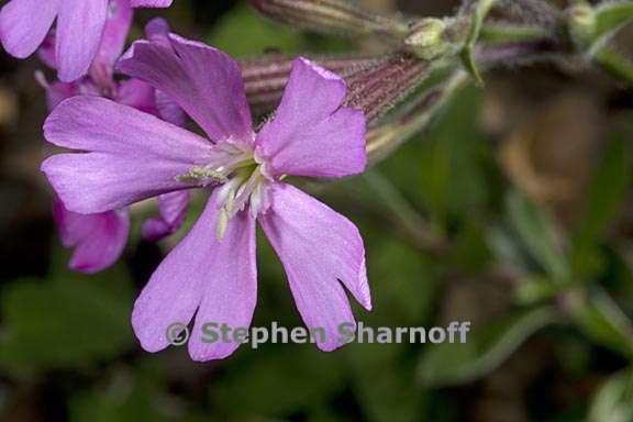 silene fruticosa 1 graphic